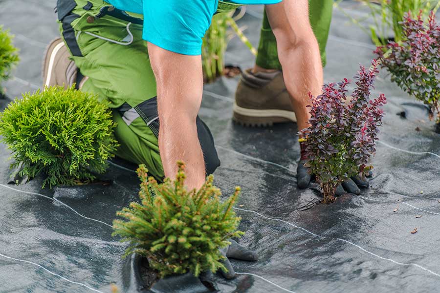 services-landscaping-installation Landscape Installation
